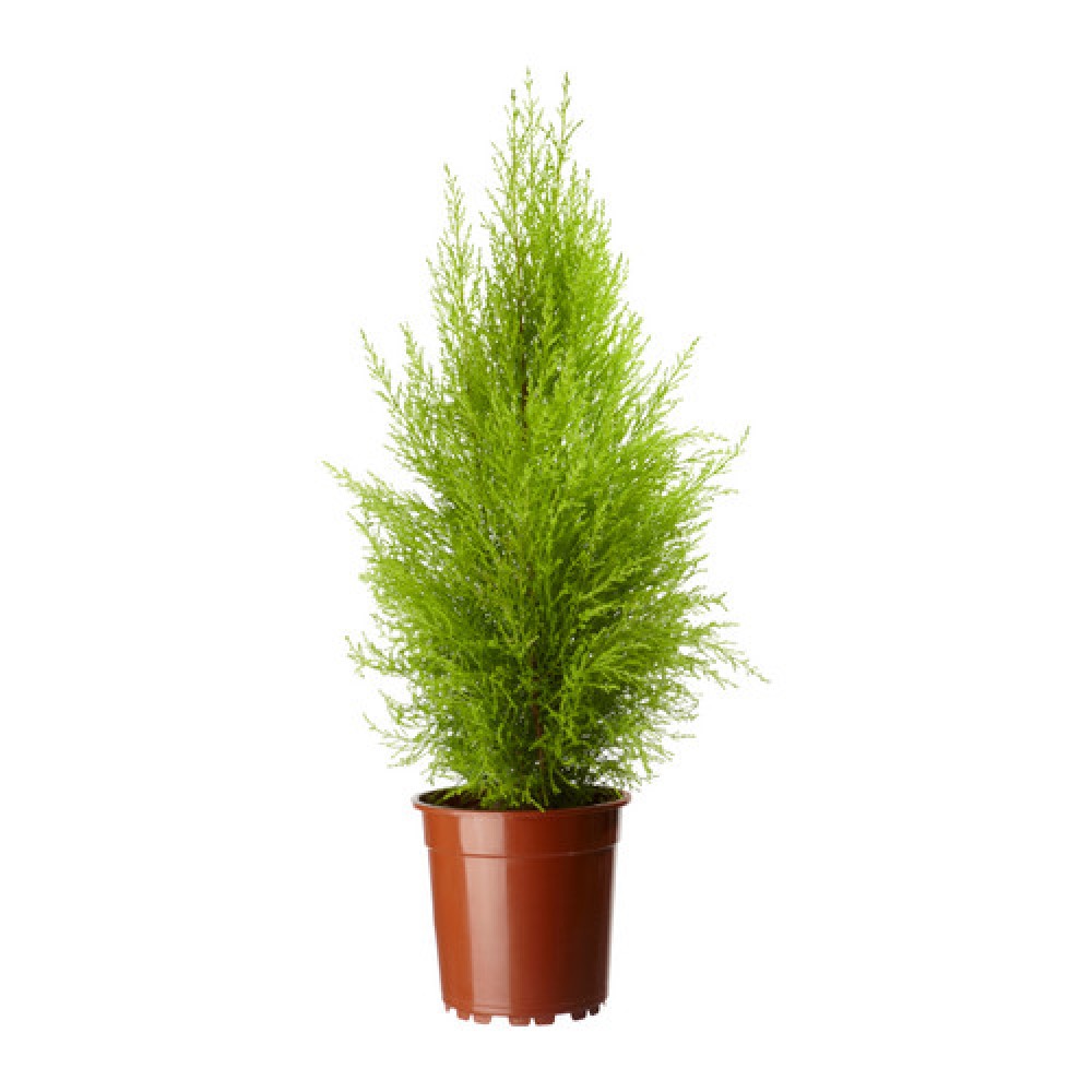 CUPRESSUS GOLD CREST VS.11