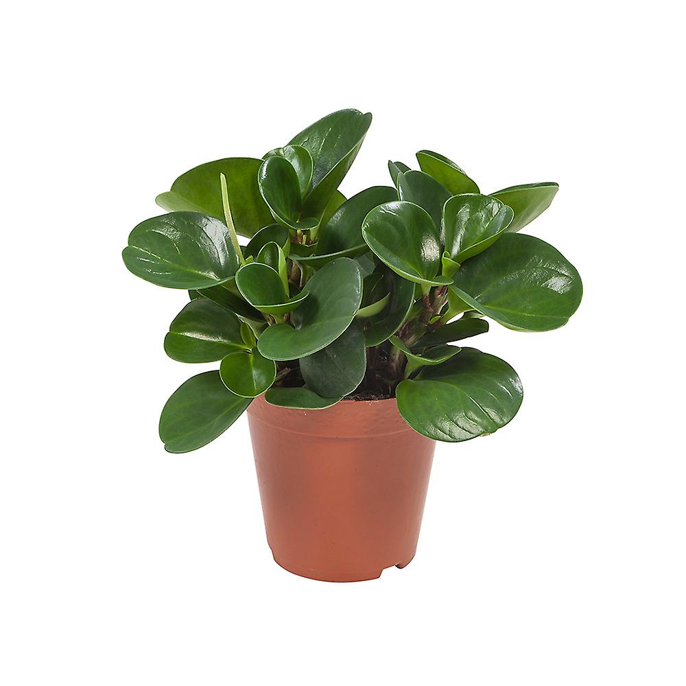 PEPEROMIA VS.14 MIX VARIETA'